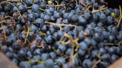 Old Style Making Wine, Grapes Being Pressed To Create Must and Pomace Видео 8835475