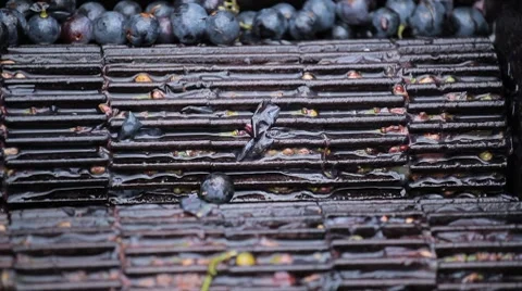 Old Style Making Wine, Grapes Being Pressed To Create Must and Pomace Vídeos de archivo 8835513