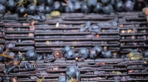 Old Style Making Wine, Grapes Being Pressed To Create Must and Pomace Vídeo Stock 8835547