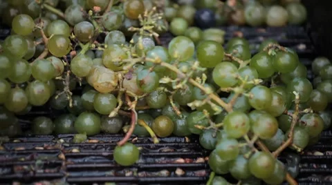 Old Style Making Wine, Grapes Being Pressed To Create Must and Pomace Stockbeeldmateriaal 8835621