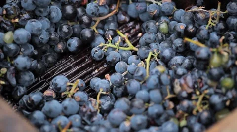 Old Style Making Wine, Grapes Being Pressed To Create Must and Pomace 库存影片 8835641