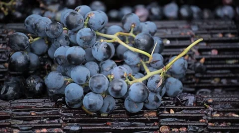 Old Style Making Wine, Grapes Being Pressed To Create Must and Pomace Видео 8835659