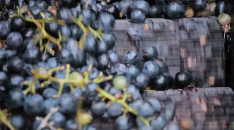 Old Style Making Wine, Grapes Being Pressed To Create Must and Pomace Vídeo Stock 8835688