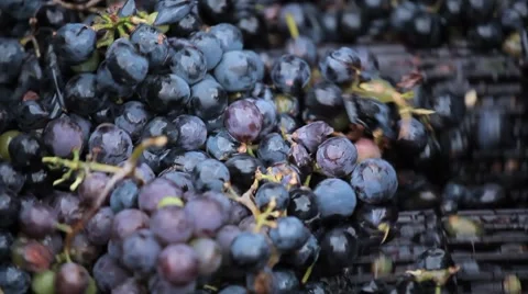 Old Style Making Wine, Grapes Being Pressed To Create Must and Pomace Stockbeeldmateriaal 8835694