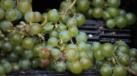 Old Style Making Wine, Grapes Being Pressed To Create Must and Pomace Stock Footage 8835705