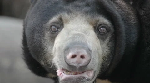 Old Sun Bear (Helarctos malayanus) close up Stock Footage 61407888