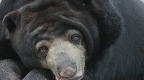 Old Sun Bear (Helarctos malayanus) close up Stock Footage 61408367