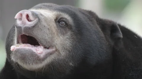Old Sun Bear (Helarctos malayanus) close up Stock Footage 61409207