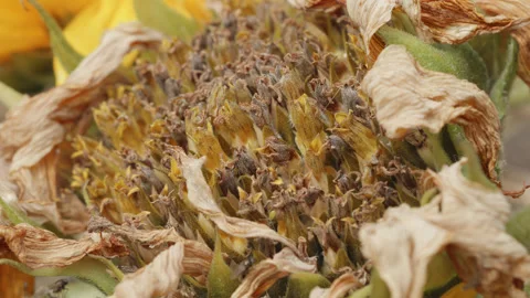 Old Sunflower flower head macro close up stock footage Stock Footage 344789392
