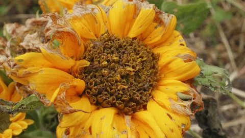 Old Sunflower flower head macro close up stock footage Stock Footage 344789935