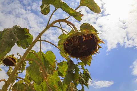 Old sunflower Foto stock