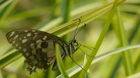 Old Swallowtail butterfly resting on the leaf Stock Footage 65127009