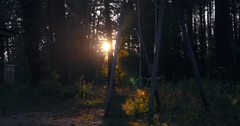 Old Swing in the Forest Sunrise Stock Footage 146674460
