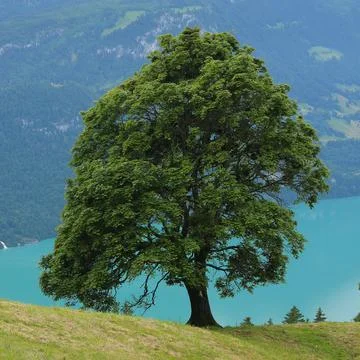 Old sycamore maple tree growing above Lake Brienzersee. Stock Photos