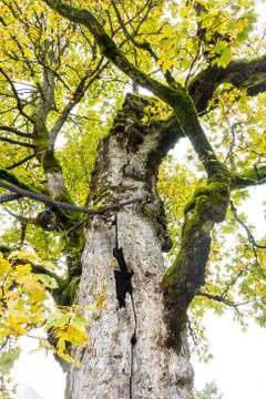 Old Sycamore Tree Secured by a Rope on the Ahornboden valley in Tyrol, Austri Foto stock