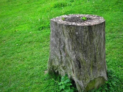 An old table made of a tree trunk in a meadow Stock Photos