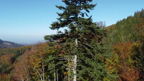 Old Tall Coniferous Tree Drone View 4K 스톡 동영상 236951522
