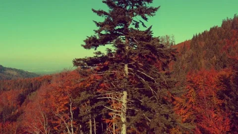 Old Tall Isolated Coniferous Tree in Hills Colorful Fall Season Stock Footage 236951701