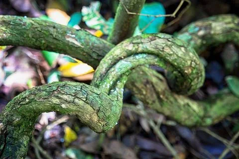Old tangled tree branches covered with moss Stock Photos