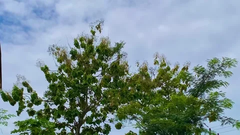 Old teak tree Stockbeeldmateriaal 232286587