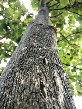 Old teak tree Stock Photos