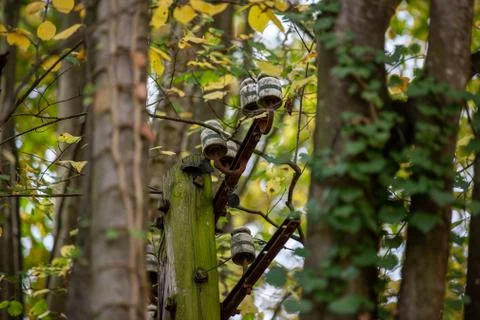 Old telegraph pole between trees in autumn Stock Photos