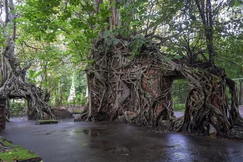 Old temple with tree roots Stock Photos