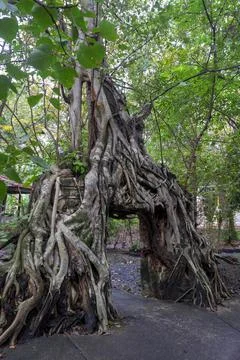 Old temple with tree roots Stock Photos