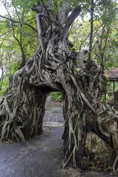 Old temple with tree roots Stock Photos