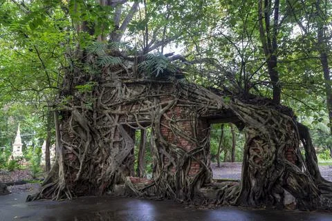 Old temple with tree roots Stock Photos