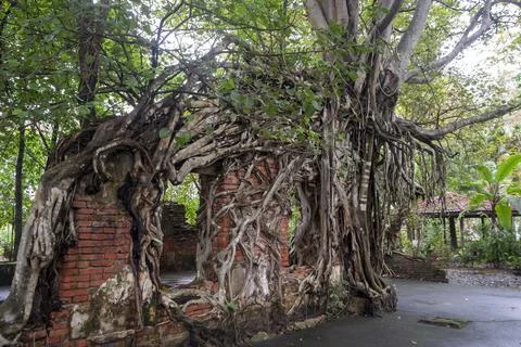 Old temple with tree roots Stock Photos