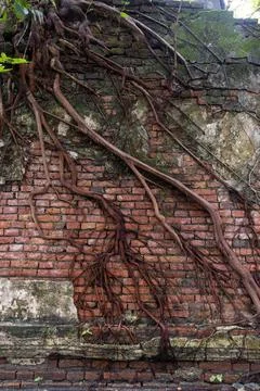 Old temple with tree roots Stock Photos