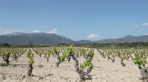 Old Tempranillo vines, Ribera del Duero, Spain Stock Footage 24668352