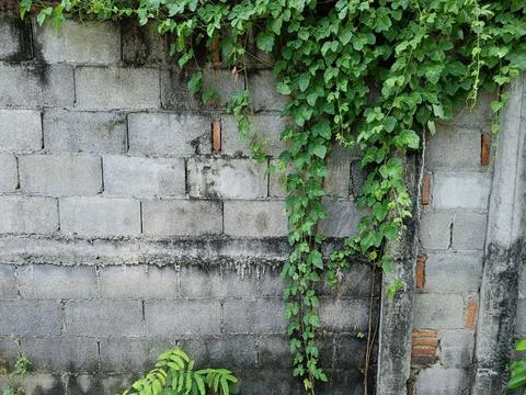 Old Texture brick wall, background, detailed pattern covered in ivy leaves Foto stock