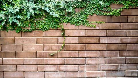 Old Texture brick wall, background, detailed pattern covered in ivy Stock Photos