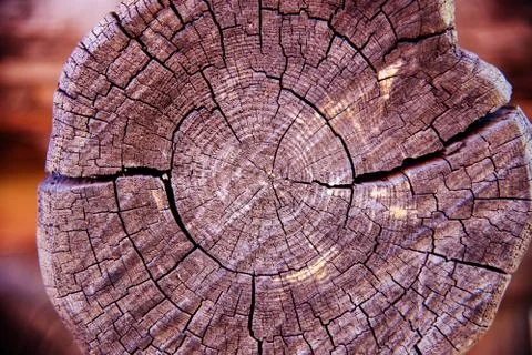 Old texture of a tree trunk closeup Foto stock