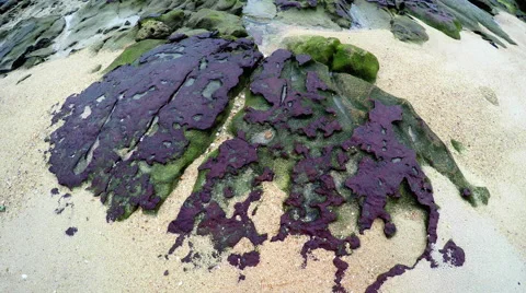 Old Textured and Weathered Boulder on a Beach. Vídeos de archivo 64016243