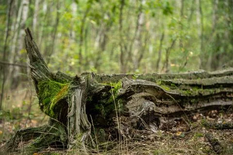 Old textured fallen tree in the forest, incredible wildlife Stock Photos