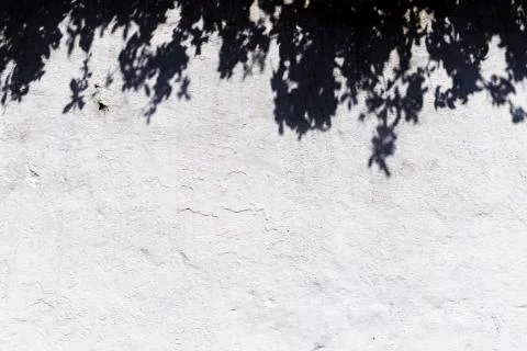 Old textured wall with the shadow of a tree Stock Photos