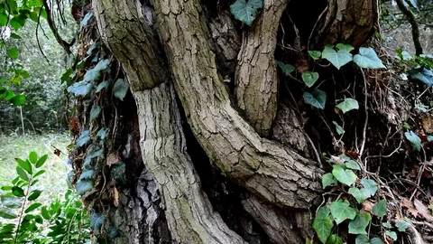 Old thick common ivy trunk growing around austrian oak tree. Stock Footage 104700528