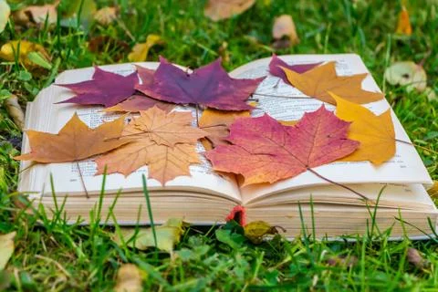 An old thick opened book with a white cloth cover and a group of dry autumn l Foto stock