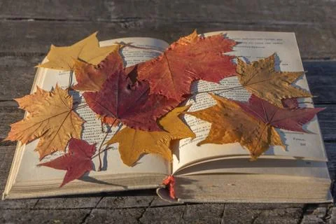 An old thick opened book with a white cloth cover and a group of dry autumn l Stock Photos