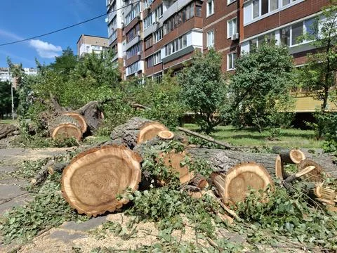 Old thick poplars trees cut down near a residential buildings Stock Photos