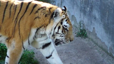 Old Tiger Video stock 99099984