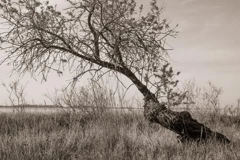 Old tilted dry tree by the lake Stockfoto's