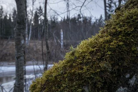 An old tilted tree covered with moss Stock Photos