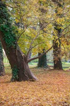 The old tilted tree in the fall with foliage Stock Photos