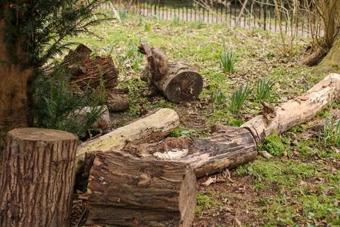Old Timber logs on ground Stock Photos