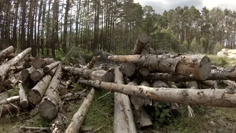 Old timber logs slow movement 動画素材 169107027