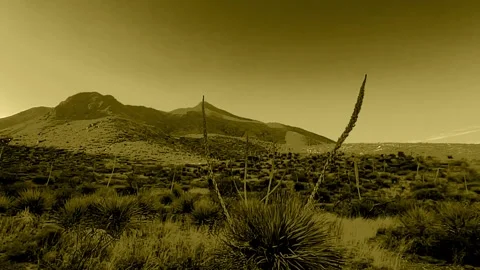 Old Timer Desert View With Desert Plants &amp;amp; Mountains (Brown Tint) Slo-Motion 스톡 동영상 249646547